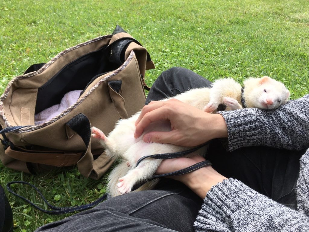 とりいふぇれさんぽ