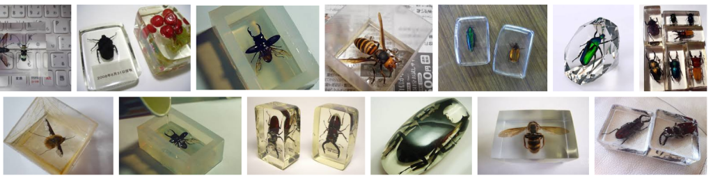 樹脂標本 昆虫 - Google 検索