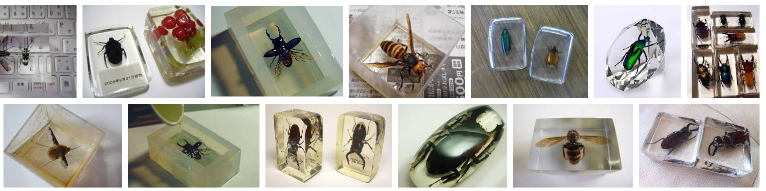 昆虫樹脂標本の材料と作り方手順まとめ Torii World