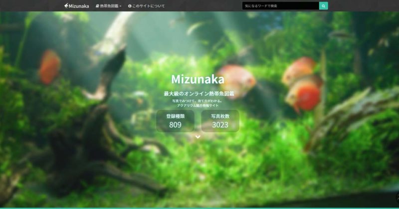 熱帯魚図鑑-Mizunaka